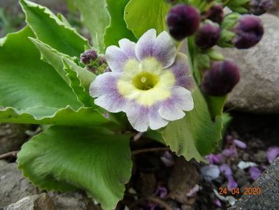 primula pubescens