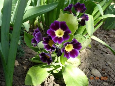 primula pubescens