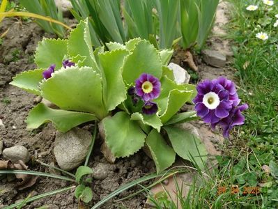 primula pubescens