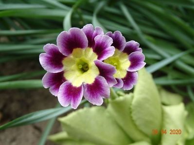 primula pubescens