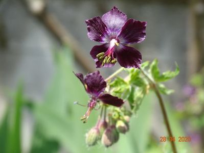 geranium phaeum