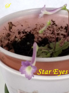 Star Eyes(3-05-2020)