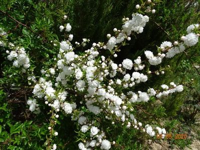 prunus gland. Alba Plena