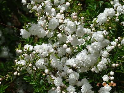 prunus gland. Alba Plena