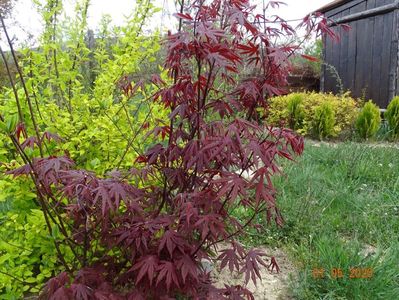 acer palmatum Trompenburg