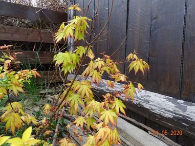 acer palmatum Orange Dream