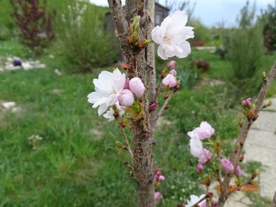 prunus Amanogawa