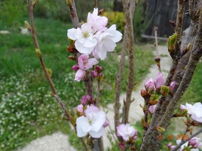 prunus Amanogawa