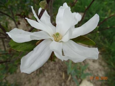 magnolia soulangeana Speciosa