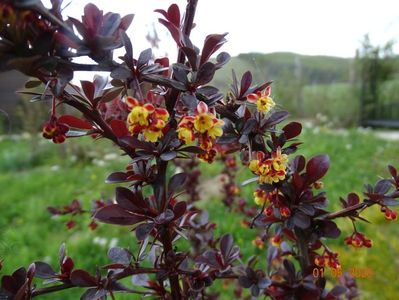 berberis Carmen