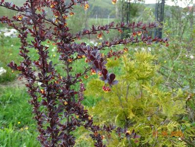 berberis Carmen si thija Stolwijk