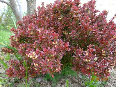 berberis Admiration