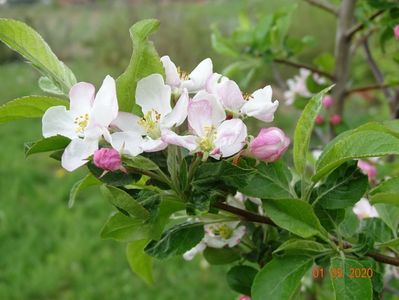 malus Red Sentinel