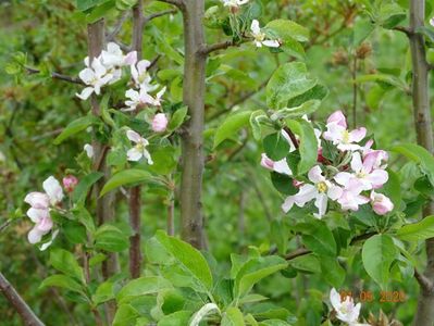 malus Red Sentinel