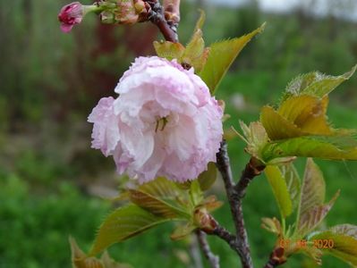 prunus Pink Perfection