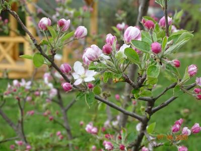 mar Golden Delicious