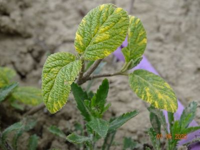 viburnum lantana Aureovariegata