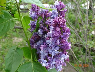 syringa Nadezhda