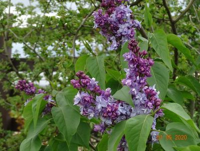 syringa Nadezhda