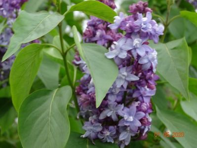 syringa Nadezhda