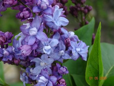 syringa Nadezhda