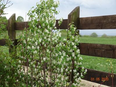 amelanchier Obelisk