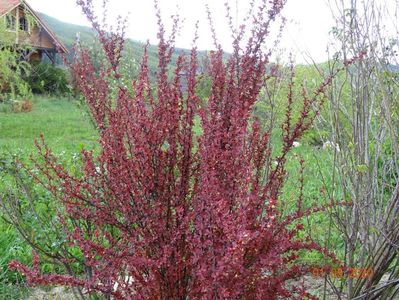 berberis Orange Rocket