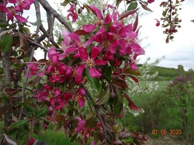 malus Cheal's Weeping