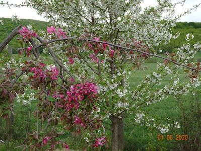 malus Cheal's Weeping