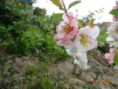 chaenomeles Toyo Nishiki