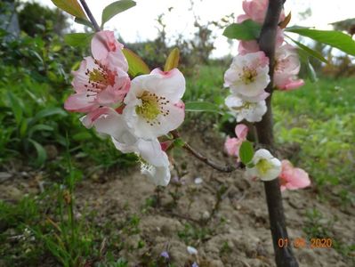 chaenomeles Toyo Nishiki