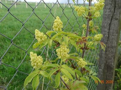 sambucus Sutherland Gold