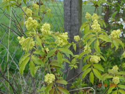 sambucus Sutherland Gold