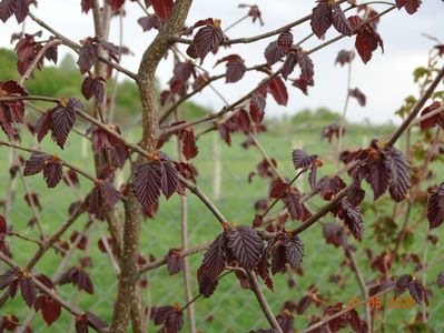 corylus maxima Purpurea