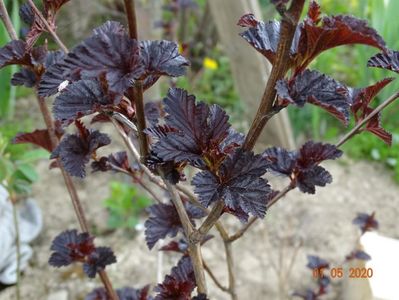 physocarpus Midnight