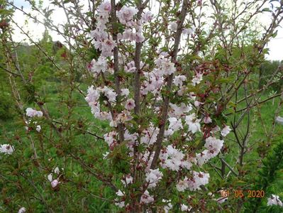 prunus incisa Mikinori