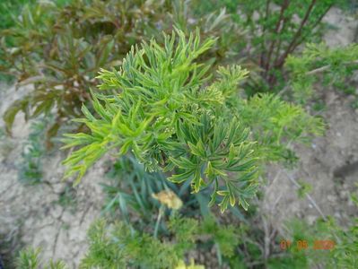 sambucus Golden Tower