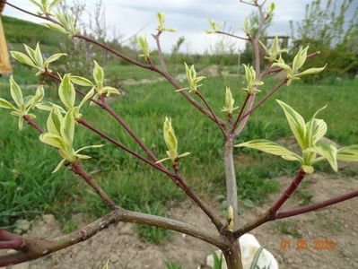 cornus controversa Variegata