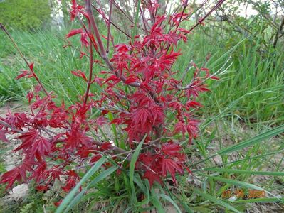 acer palmatum Beni Maiko