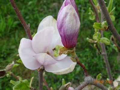 magnolia Rustica Rubra