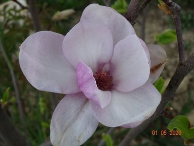 magnolia Rustica Rubra