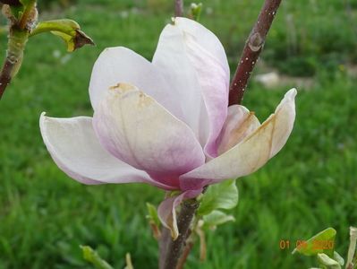 magnolia Rustica Rubra