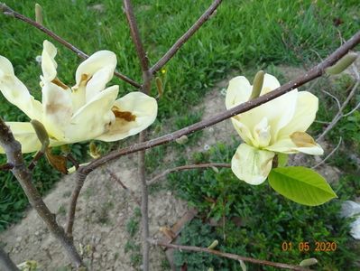 magnolia Yellow Lantern