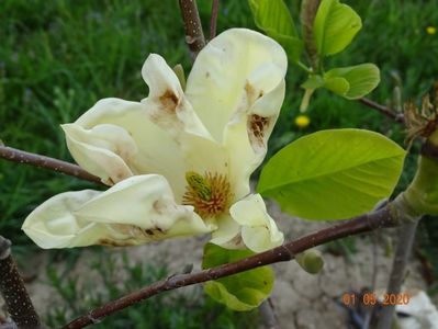 magnolia Yellow Lantern