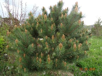 pinus Watereri