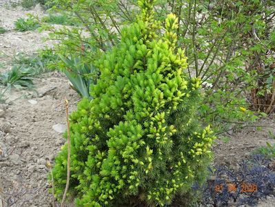 picea Daisyìs White