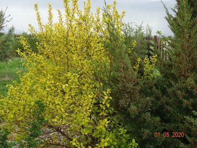 physocarpus Dart's Gold