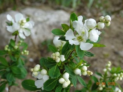 exochorda Magical Springtime