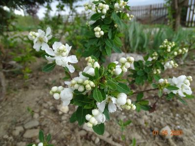 exochorda Magical Springtime