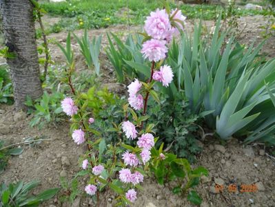 prunus gland. Rosea Plena